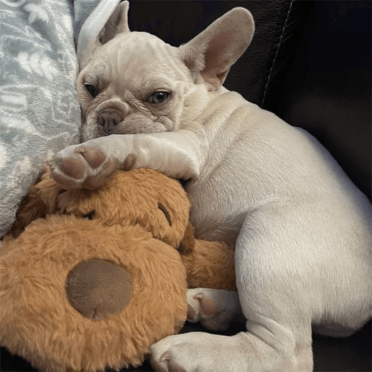 CuddleBuddy™ - Wellness Buddy
